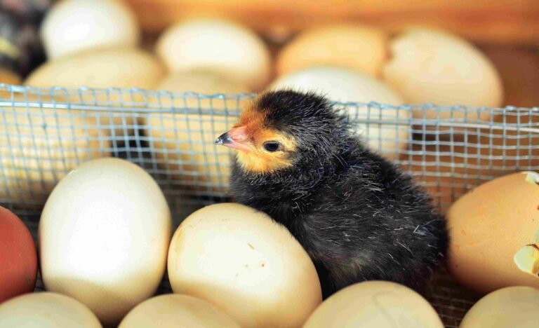 Humidificador para incubadora de huevos: cómo elegir el ideal y mejorar la tasa de eclosión