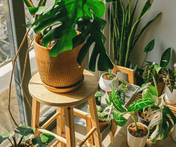 hunidificador mejora y sirve para la tos, las plantas, el asma y el moho